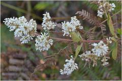 Wendlandia thyrsoidea